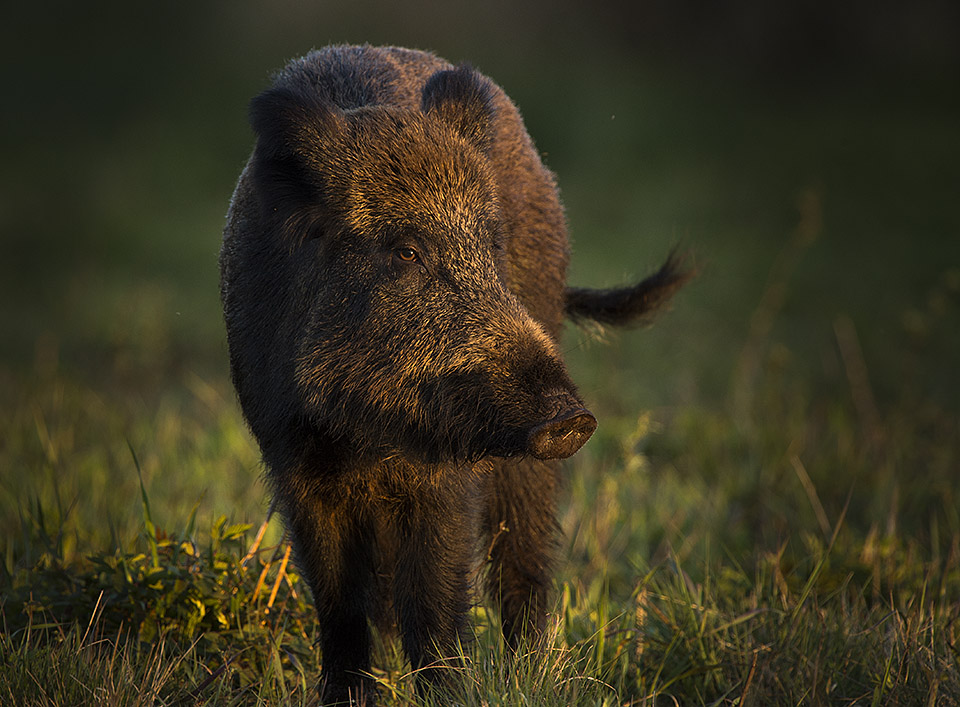 Wild Boar